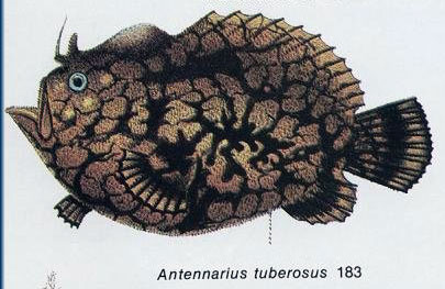 Antennarius tuberosus